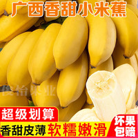 广西小米蕉9斤新鲜水果现割香蕉绿原生态粉蕉自然食用