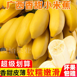 广西小米蕉9斤新鲜水果现割香蕉绿原生态粉蕉自然食用
