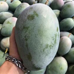 云南现摘现发青皮凯特芒果新鲜水果新鲜当季特大凯特芒鲜果