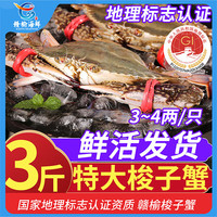 赣榆梭子蟹 黄海海捕鲜活梭子蟹 3~4两精品大蟹