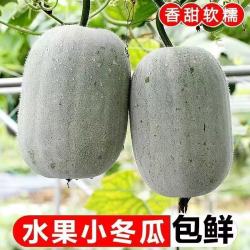 新鲜小冬瓜农家自种蔬菜挂霜迷你水果白冬瓜冬瓜小个蔬菜批发 小冬瓜带箱4.5-5斤