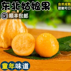 甜姥爷 东北姑娘果5斤 新鲜大果特产灯笼果水果小金豆甜菇娘果