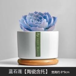 绿荫巷子 蓝石莲 多肉植物组合套餐 精养大颗 含瓷盆+托