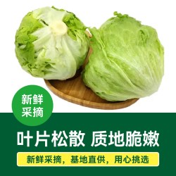 绿行者 出口级球生菜新鲜包邮汉堡用圆生菜蔬菜沙拉菜4斤