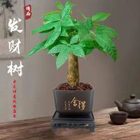 京喜 发财树盆栽 单杆发财树+塑料四方舍得盆 买一送一