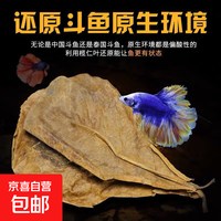 榄仁叶斗鱼懒人叶鱼缸橄榄叶降酸降低调节ph值橄 橄榄叶大叶子 尺寸20*12