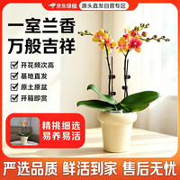 京东绿植 蝴蝶兰七夕520情人节教师节礼物乔迁送礼一株双梗含花盆