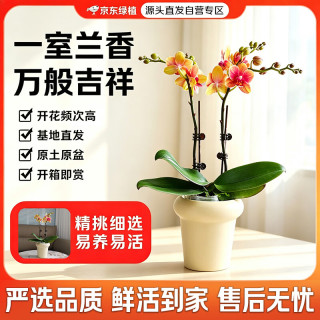 京东绿植 蝴蝶兰七夕520情人节教师节礼物乔迁送礼一株双梗含花盆