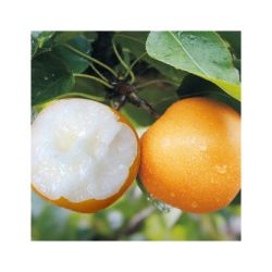 京地达 羊脂秋月梨4.5斤