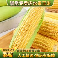 百亿补贴：攀觅 云南新鲜水果玉米甜玉米带壳净重8斤鲜苞米彩箱甜嫩包谷黄金玉米