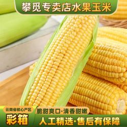 攀觅 云南新鲜水果玉米甜玉米带壳净重8斤鲜苞米彩箱甜嫩包谷黄金玉米