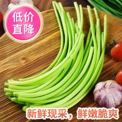 农家自种切叶短蒜苔长度25cm±5cm 山东农家自种切叶短蒜苔2斤 净重1.8斤