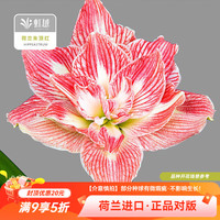 虹越 荷兰朱顶红美丽仙女（26/28）