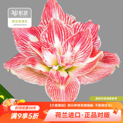 虹越 荷兰朱顶红美丽仙女（26/28）