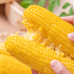 笨恰恰 25年东北头茬黄糯玉米10根/真空包装发货