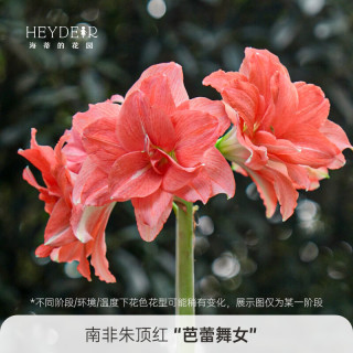 海蒂的花园 南非朱顶红进口南非朱顶红芭蕾舞女16/18