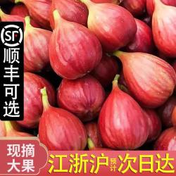 舌尖乡甜 红皮无花果当日现摘鲜果 浙江金华当季应季新鲜孕妇时令水果整箱 3斤精品果单果40g 净重2斤