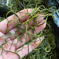 长白山深山小草一瓶50克泡水煮水