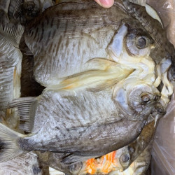 本港红鲳鱼片包邮