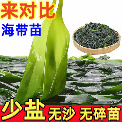 海带苗低脂肪鲜嫩新鲜营养霞浦直发300g.包