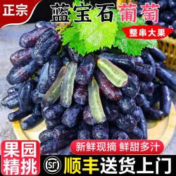 甜畅 蓝宝石葡萄新鲜水果美人指当季整箱应季顺丰包邮金手指无籽黑提子