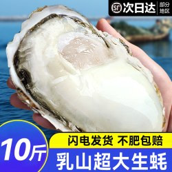 鲜驰 生蚝乳山特大鲜活海蛎子刺身牡蛎生鲜官方旗舰店商用批发整箱10斤