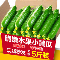果仁伊 现摘水果小黄瓜新鲜黄瓜甜脆小青瓜荷兰蔬菜农家自种生吃5斤