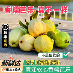 广东奶油芭乐软糯清香 不催熟 新鲜水果 白心软番石榴 软心鸡屎果