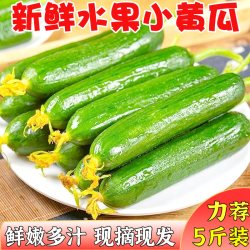汇果康 水果小黄瓜新鲜生吃5斤荷兰小青瓜现摘当季蔬菜旱乳黄瓜6应季包邮