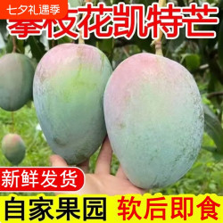 云南凯特芒果新鲜大甜芒果当季水果青皮芒果当季两吃水果
