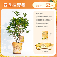 海蒂的花园 四季桂花树盆栽 30天包活 多季开花 赠吊牌