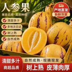 春福乐 云南石林人参果树上熟果园直发黄肉圆果包邮 3斤甄选装净重2.5斤