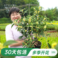 海蒂的花园 四季桂花树盆栽 30天包活 多季开花 赠吊牌