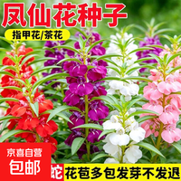 OTHER 重瓣混色凤仙花种子 今年新籽：粒粒精选20-30粒