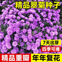 重瓣混色翠菊花种子 今年新籽：粒粒精选20-30粒【开花爆盆】