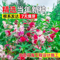 其他家 重瓣混色凤仙花种子 今年新籽：粒粒精选20-30粒