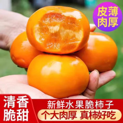 北森南屿 脆柿带箱5斤（单果约70-100g），