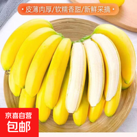 京喜加 正宗湛江香蕉 8斤