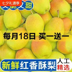 香酥梨 带箱2.5斤净重2.2+