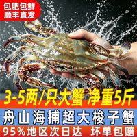 大海船说 舟山超大梭子蟹