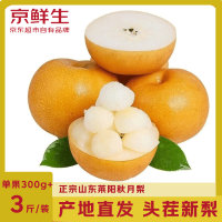 京鲜生 山东莱阳秋月梨  净重1.5kg 单果300g以上 生鲜水果 源头直发