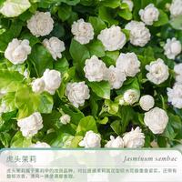 天狼 虎头茉莉花室内四季常青浓香净化空气