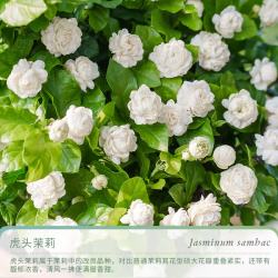 天狼 虎头茉莉花室内四季常青浓香净化空气