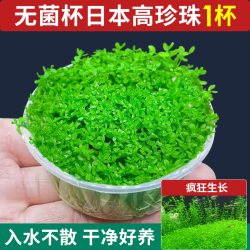 花百年 无菌杯日本高珍珠水草植物生态鱼缸造景阴性前中后景净水下叶草坪
