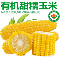 诸氏橙品 玉米 甜糯玉米粒 内蒙非转基因黄玉米棒真空锁鲜蔬菜礼盒
