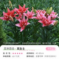海蒂的花园 百合种球重瓣香水切花品种庭院阳台球根植物