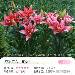 海蒂的花园 百合种球重瓣香水切花品种庭院阳台球根植物