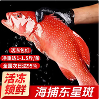 添渔港 海捕东星斑 三去处理 500-600g 整条装