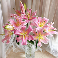 京东鲜花 专属组合花 AB级香水百合20朵随机色