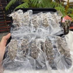 大连免泡发海参口感劲道Q弹有嚼劲7-8厘米左右10只起